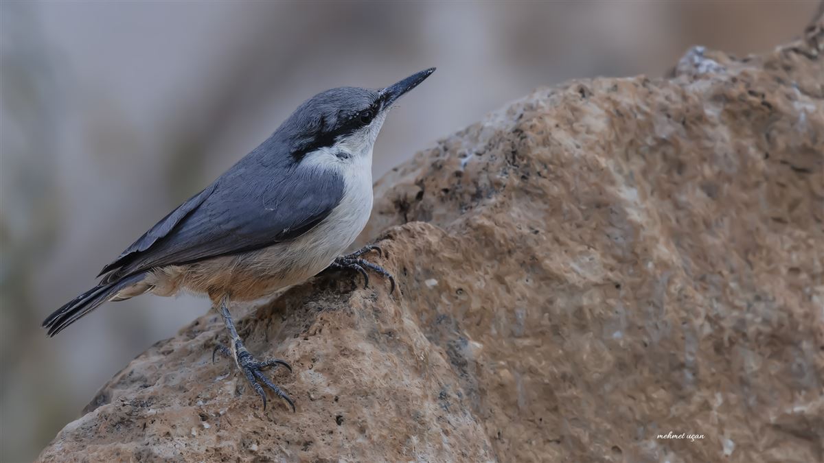 Western Rock Nuthatch