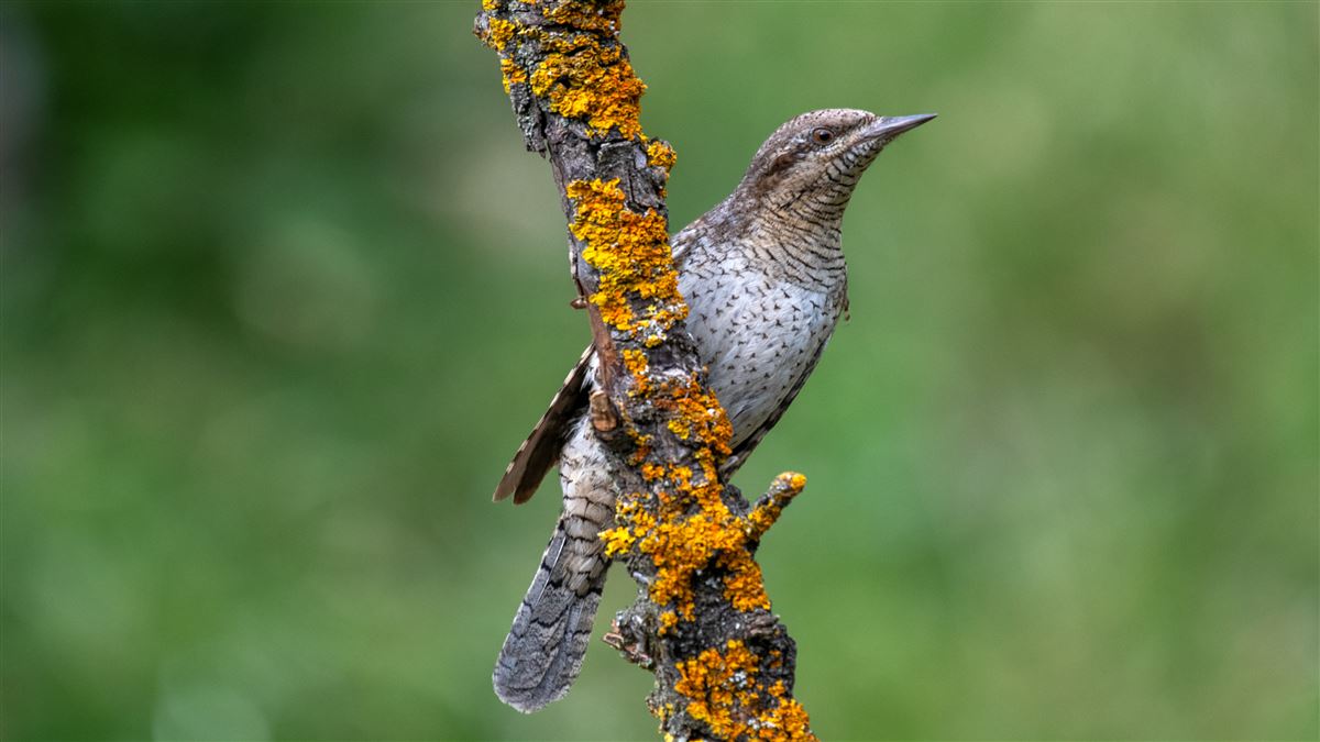 Eurasian Wryneck