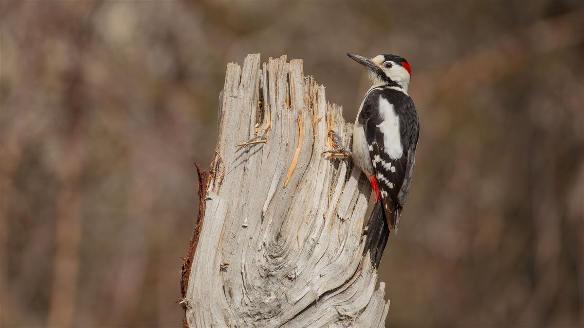 Syrian Woodpecker