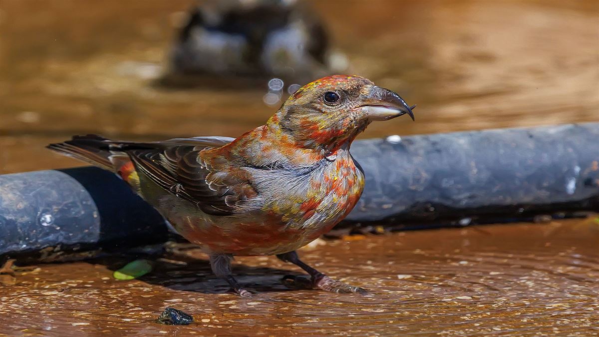 Red Crossbill