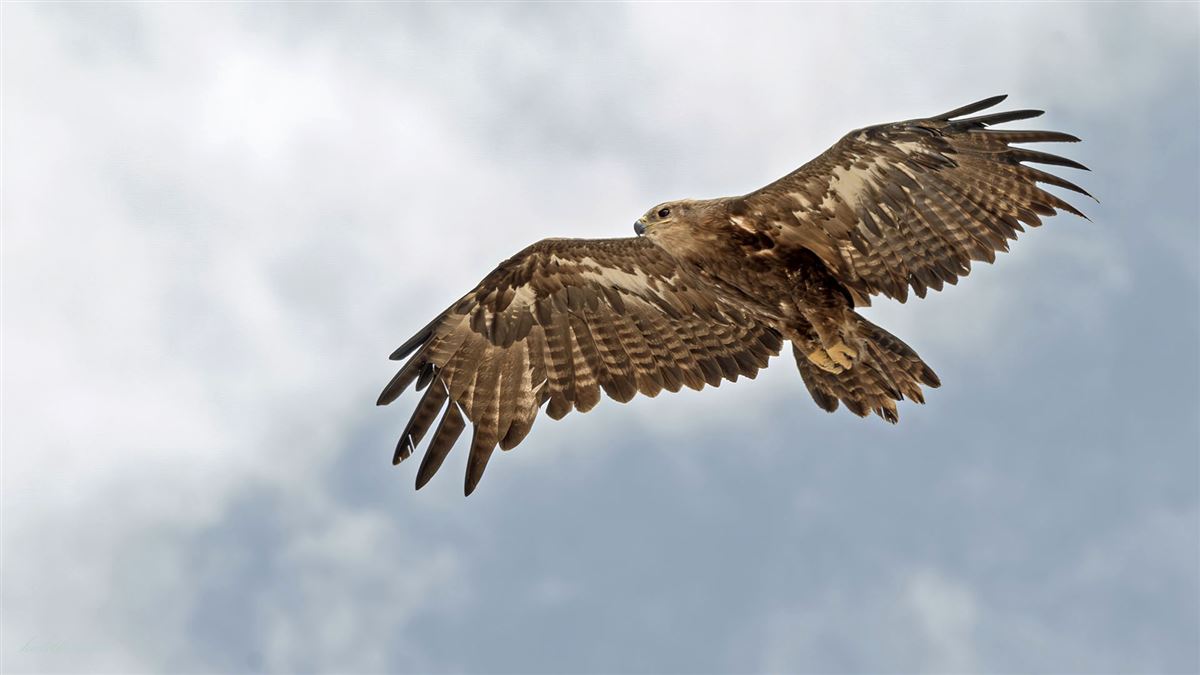 Steppe Eagle
