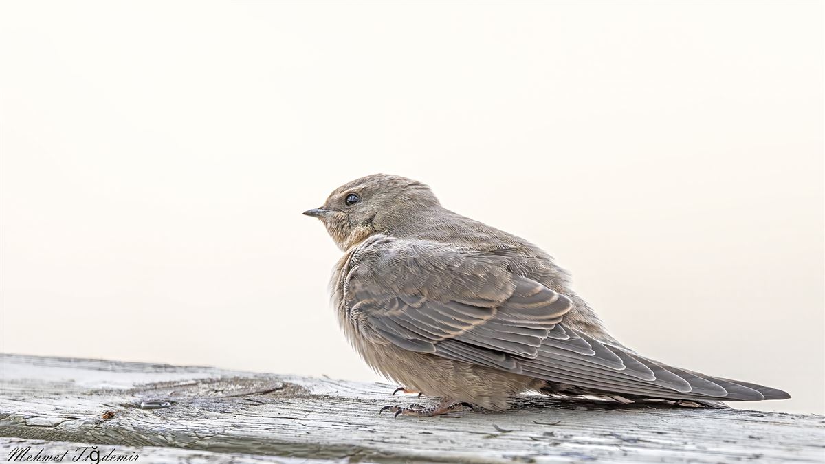Eurasian Crag Martin