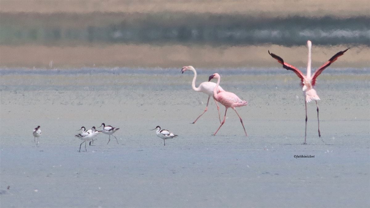 Lesser Flamingo