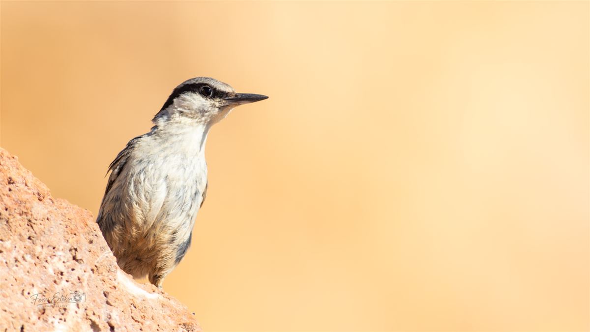 Western Rock Nuthatch
