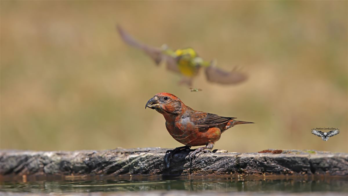 Red Crossbill