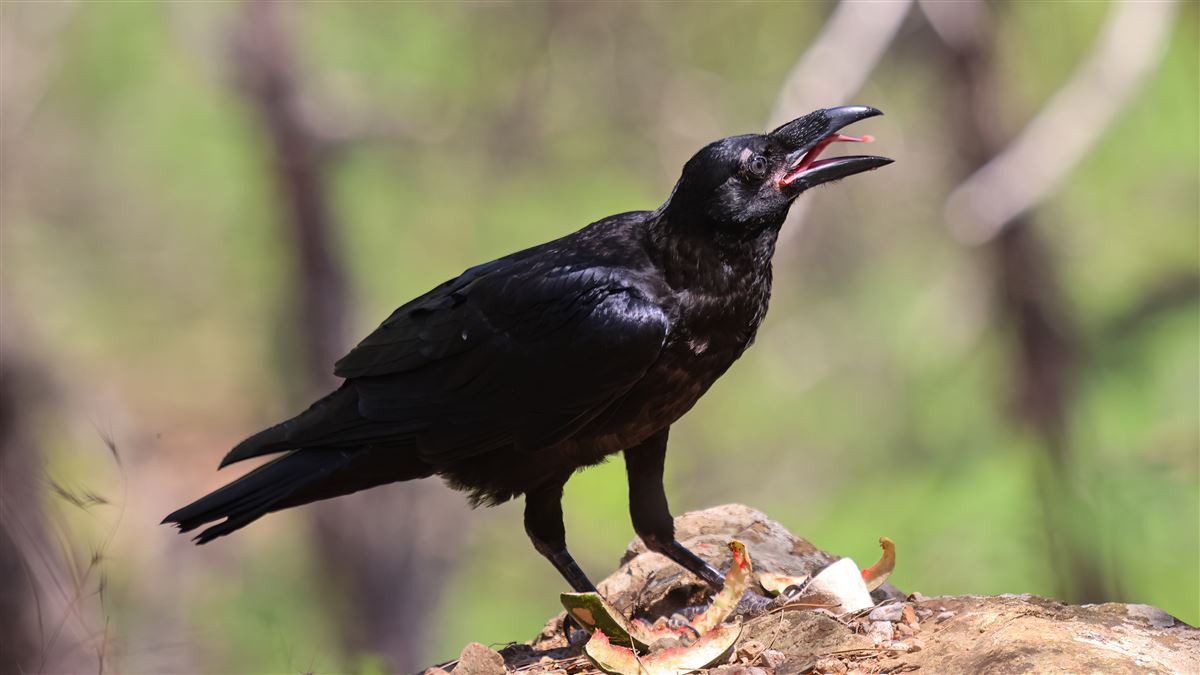 Northern Raven