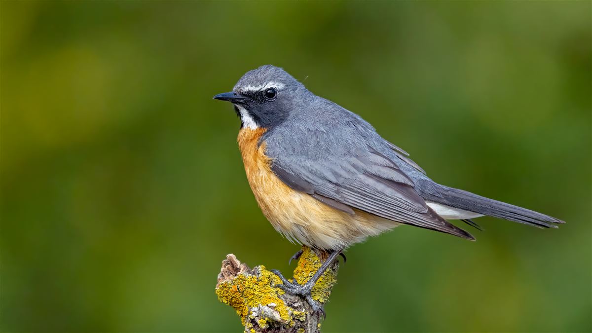 White-throated Robin