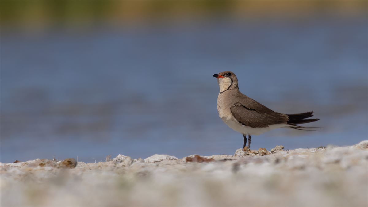 Collared Pratincole