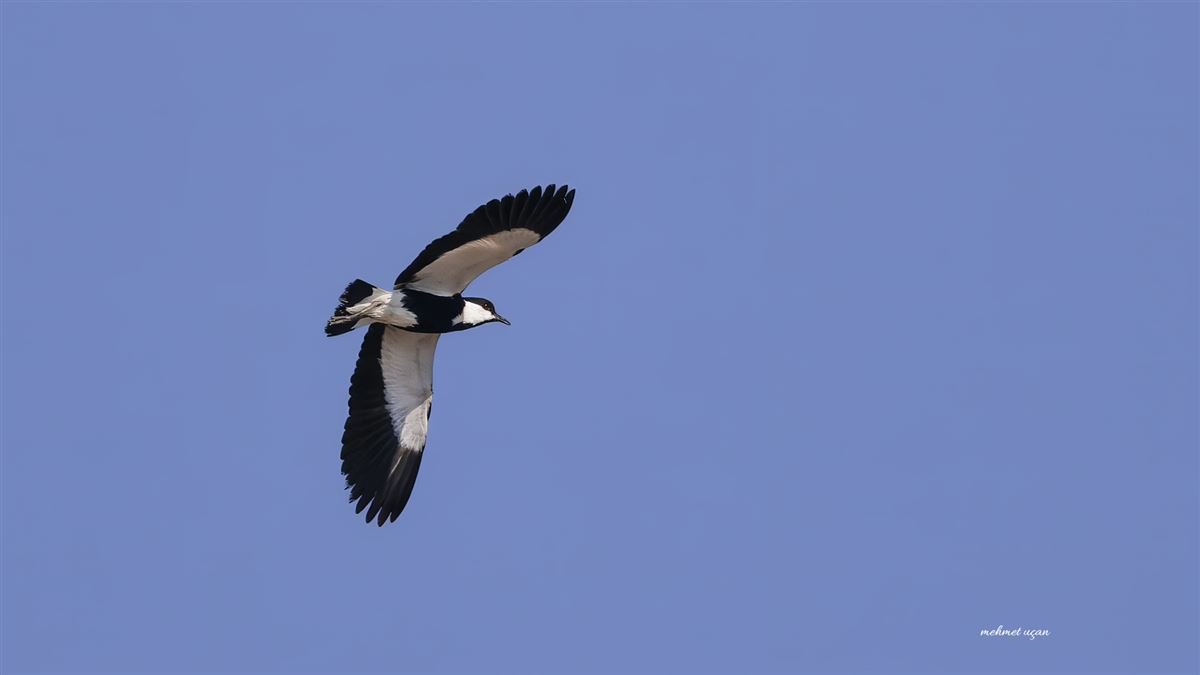 Spur-winged Lapwing