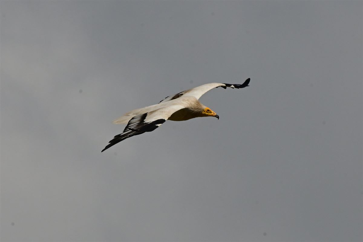 Egyptian Vulture