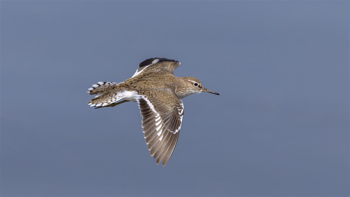 Common Sandpiper