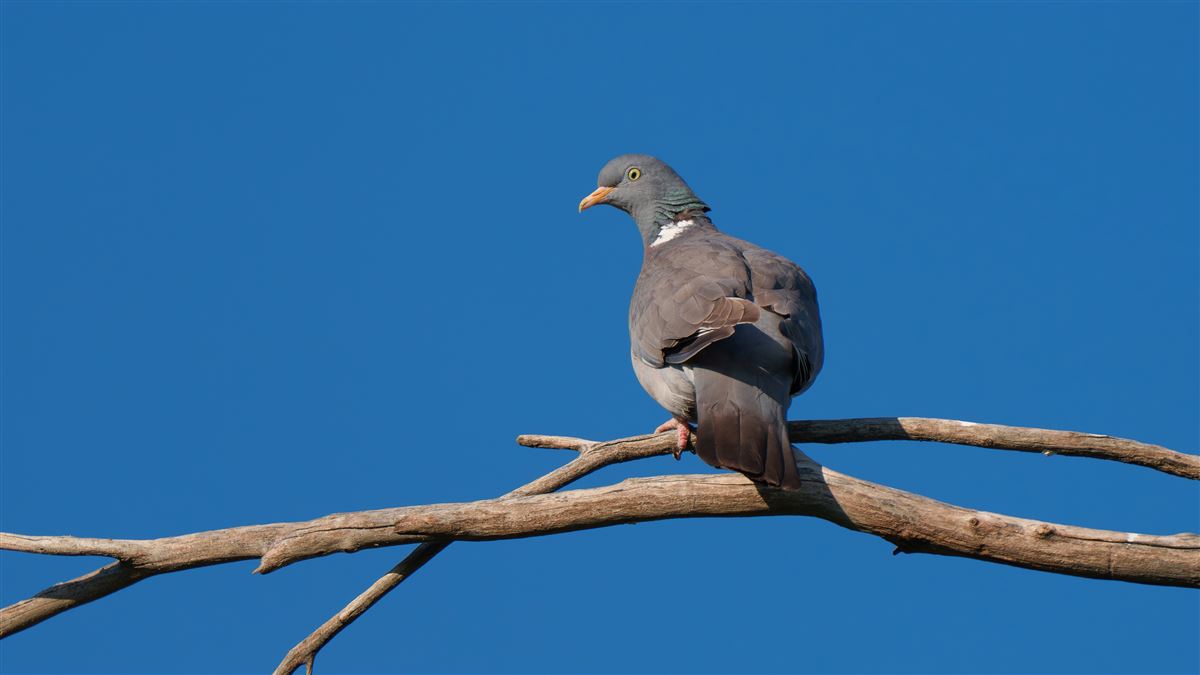 Common Wood Pigeon