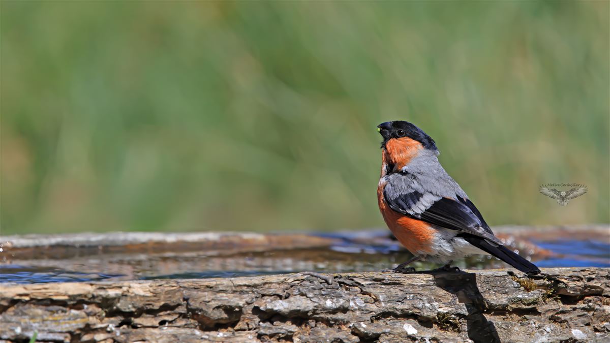 Eurasian Bullfinch
