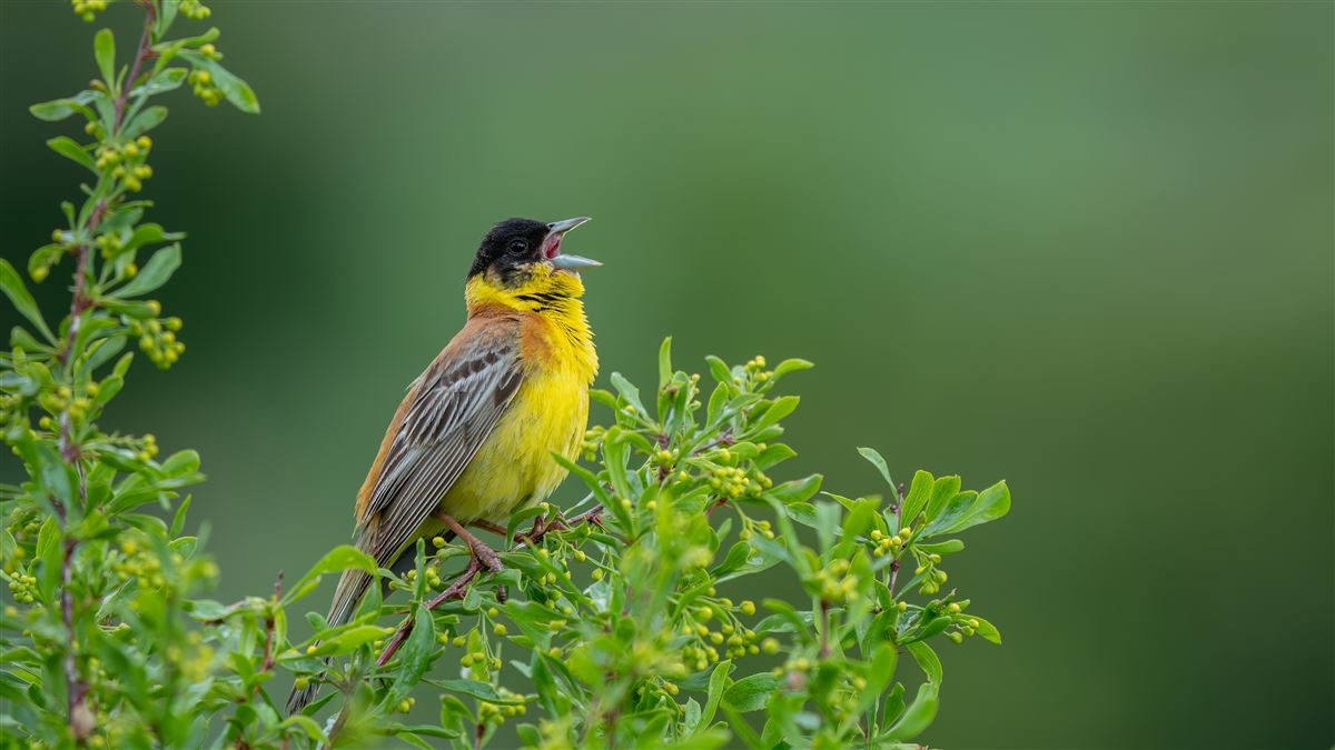 Black-headed Bunting