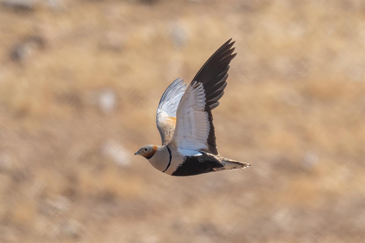 Black-bellied Sandgrouse