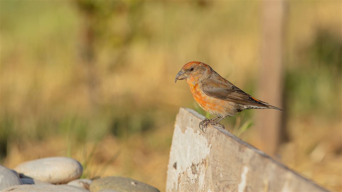 Red Crossbill