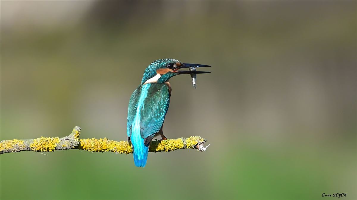 Common Kingfisher
