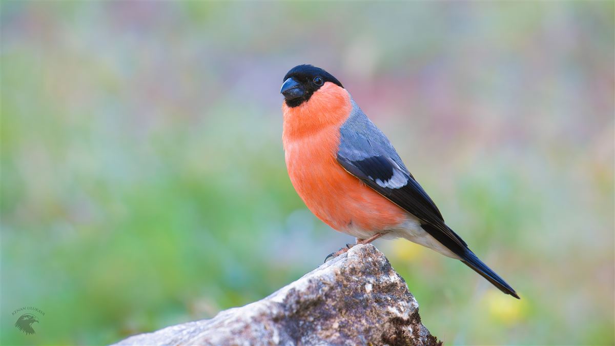 Eurasian Bullfinch
