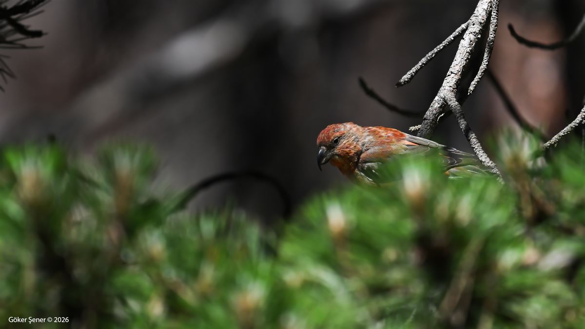 Red Crossbill