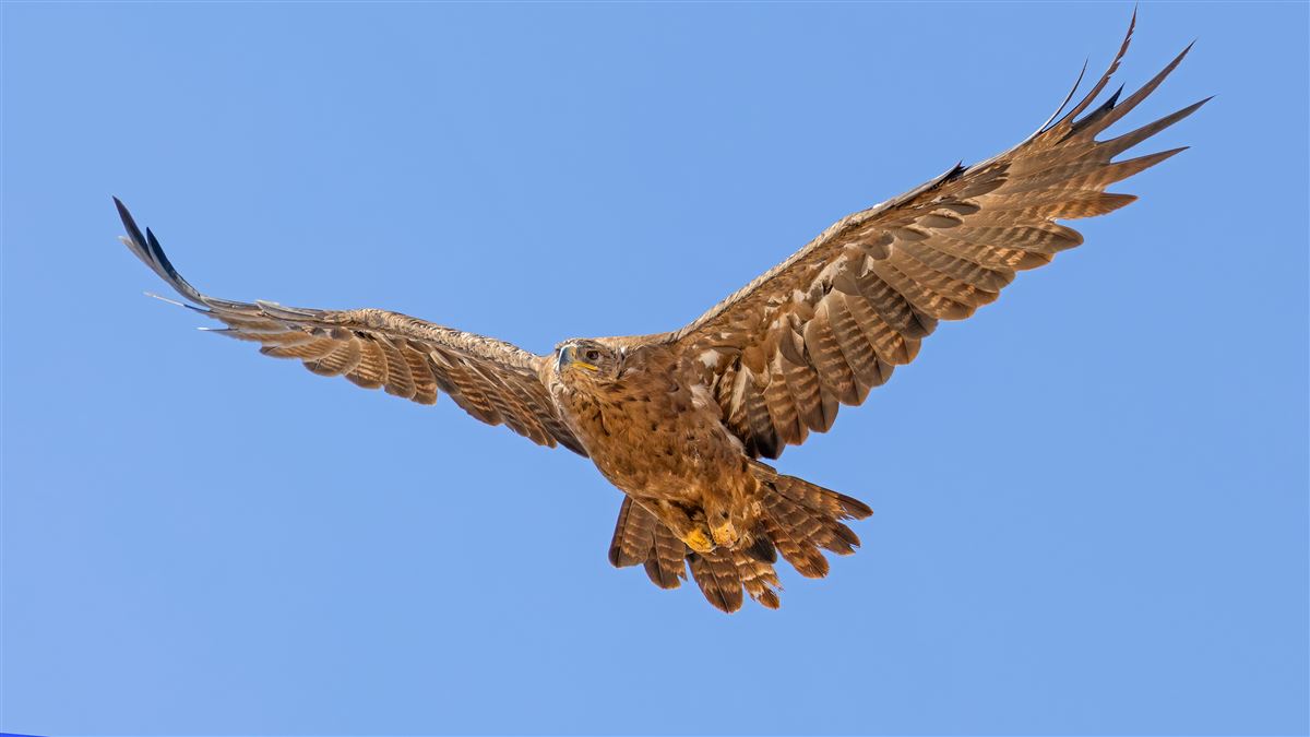 Bozkır kartalı