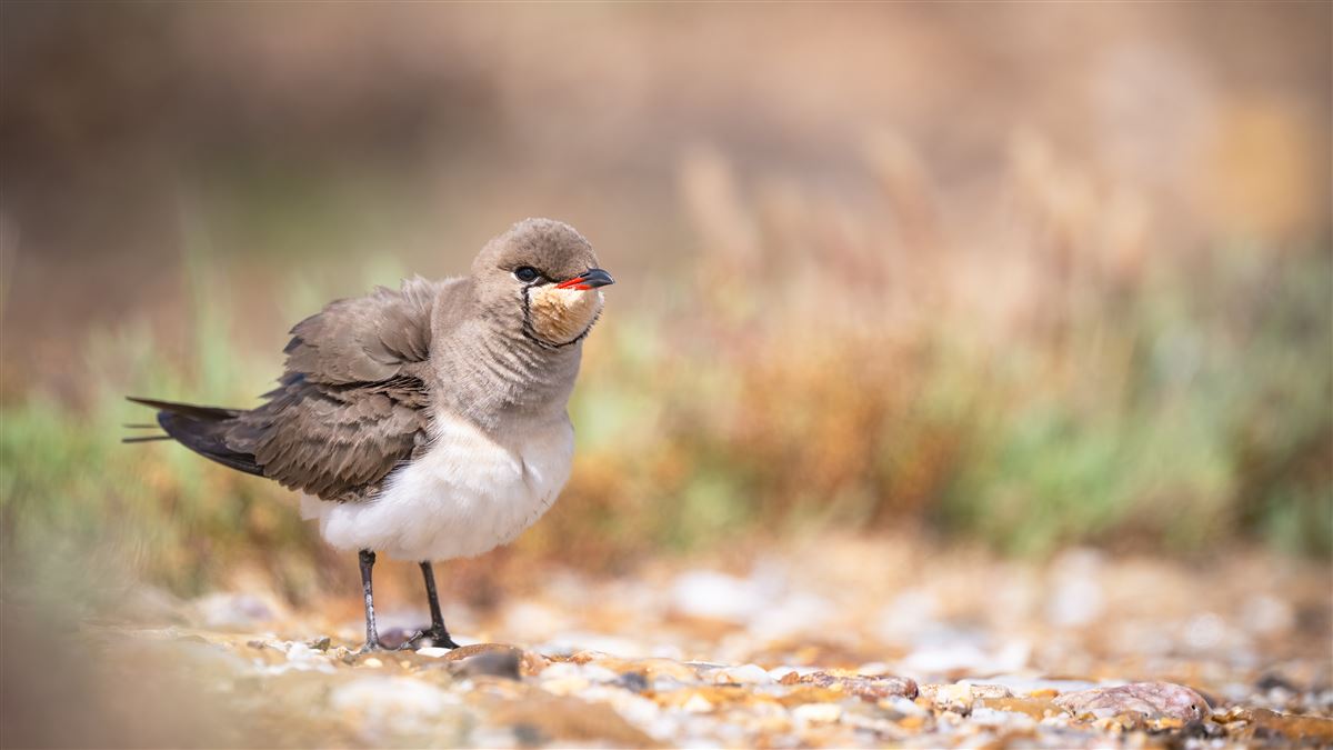 Collared Pratincole