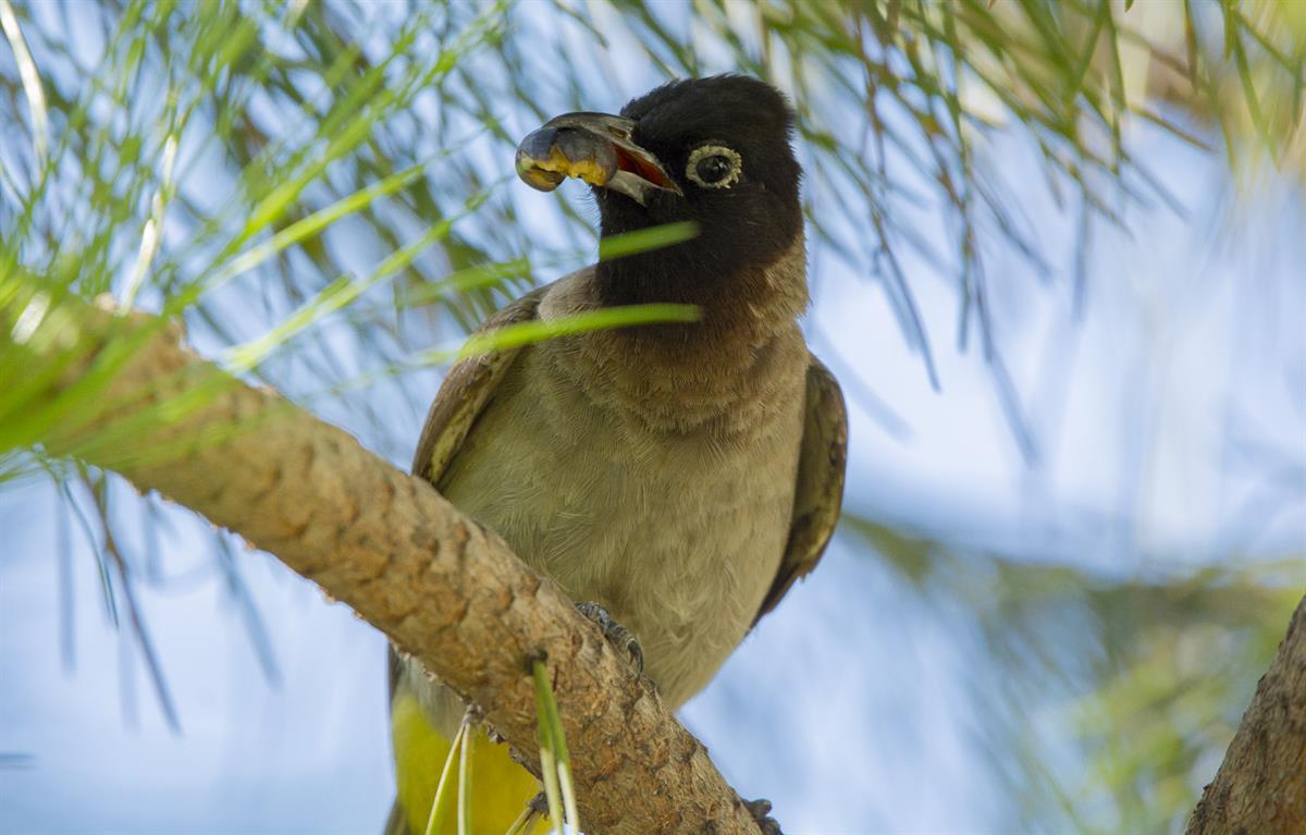 White-spectacled Bulbul