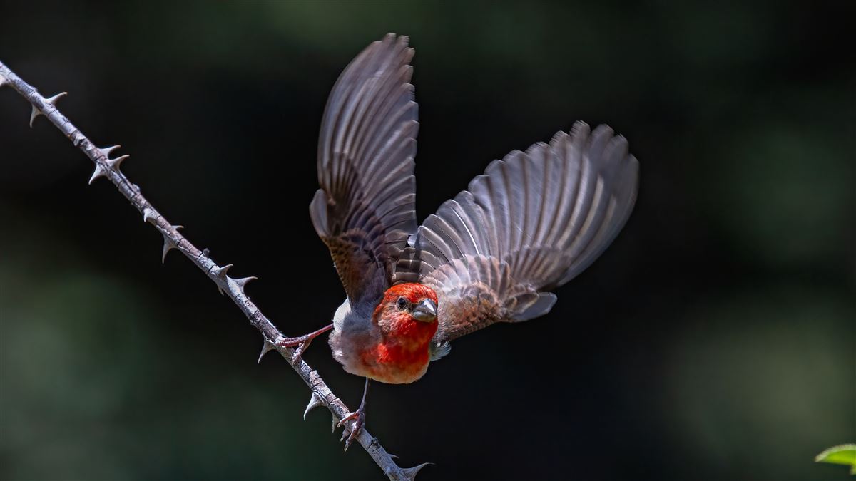 Common Rosefinch