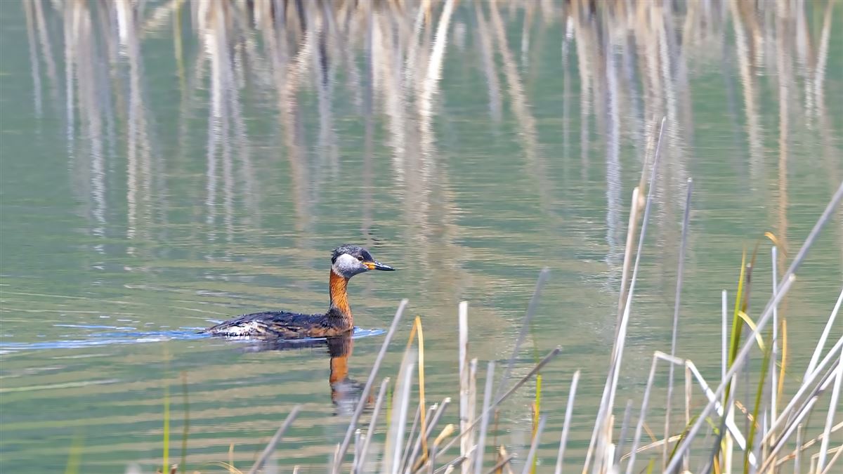 Red-necked Grebe