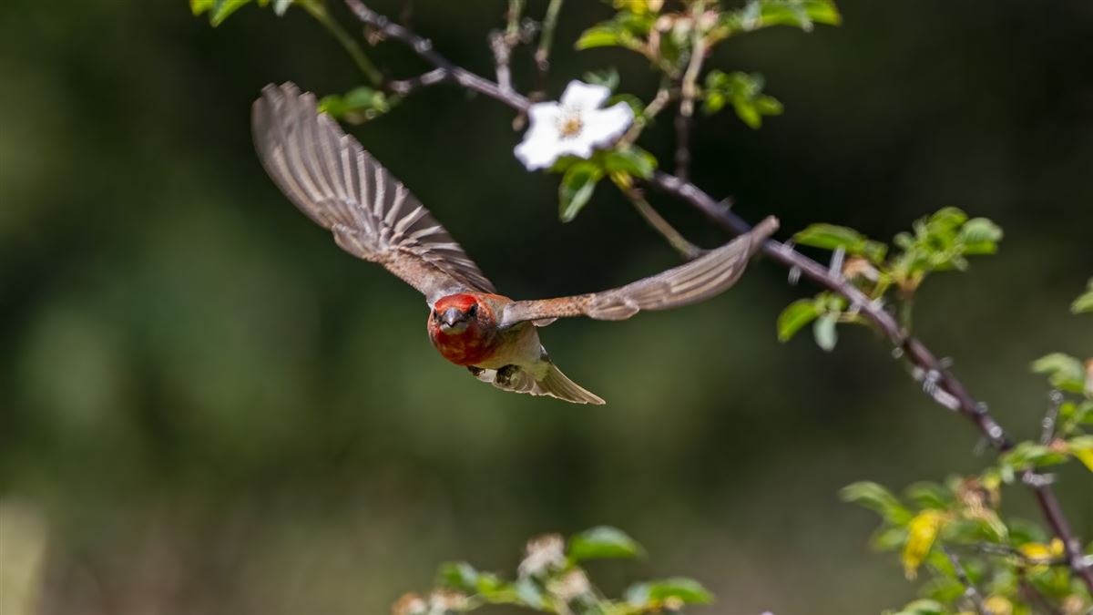 Common Rosefinch