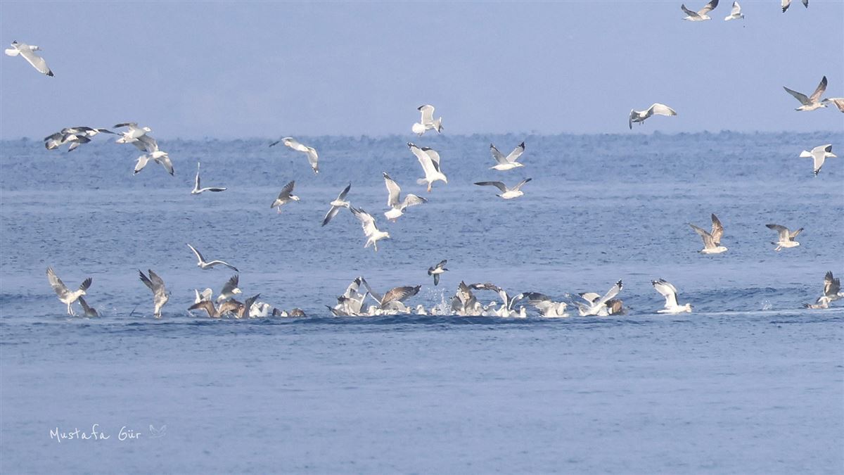 Yelkouan Shearwater