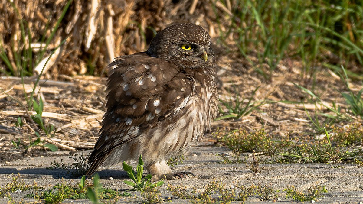 Little Owl