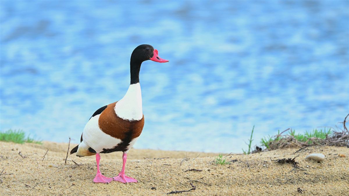 Common Shelduck