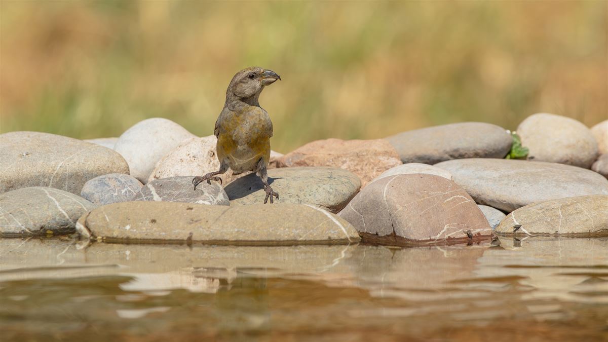Red Crossbill