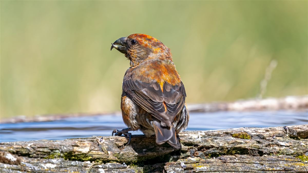 Red Crossbill