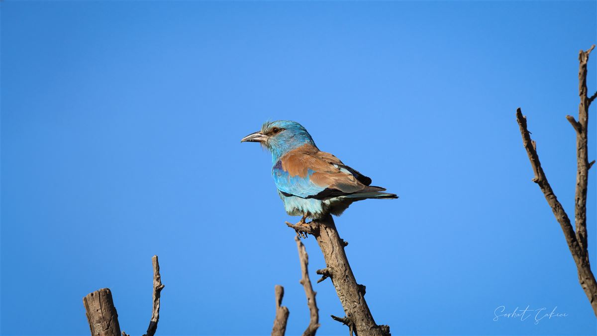European Roller