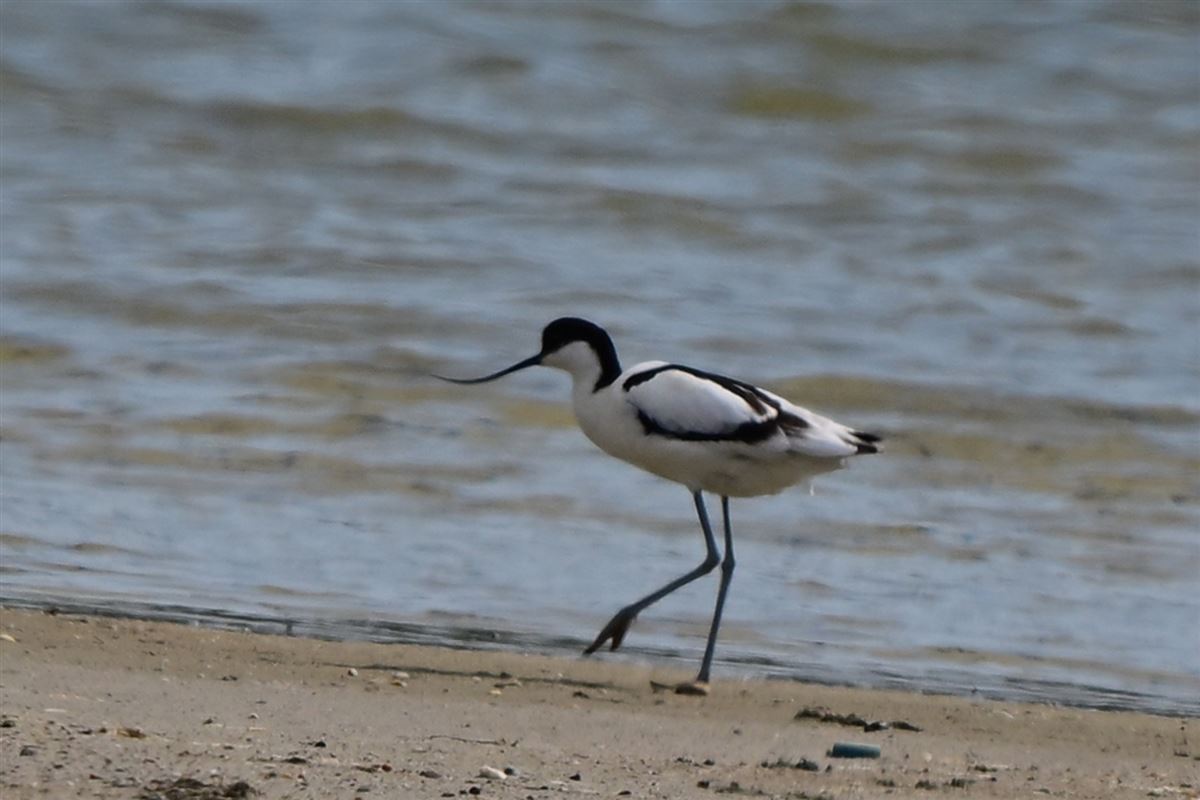 Pied Avocet