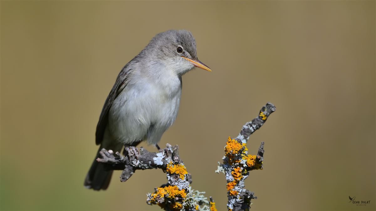 Olive-tree Warbler