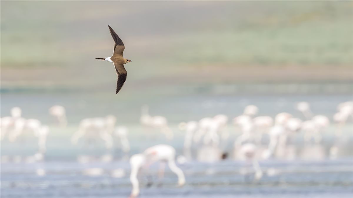 Collared Pratincole