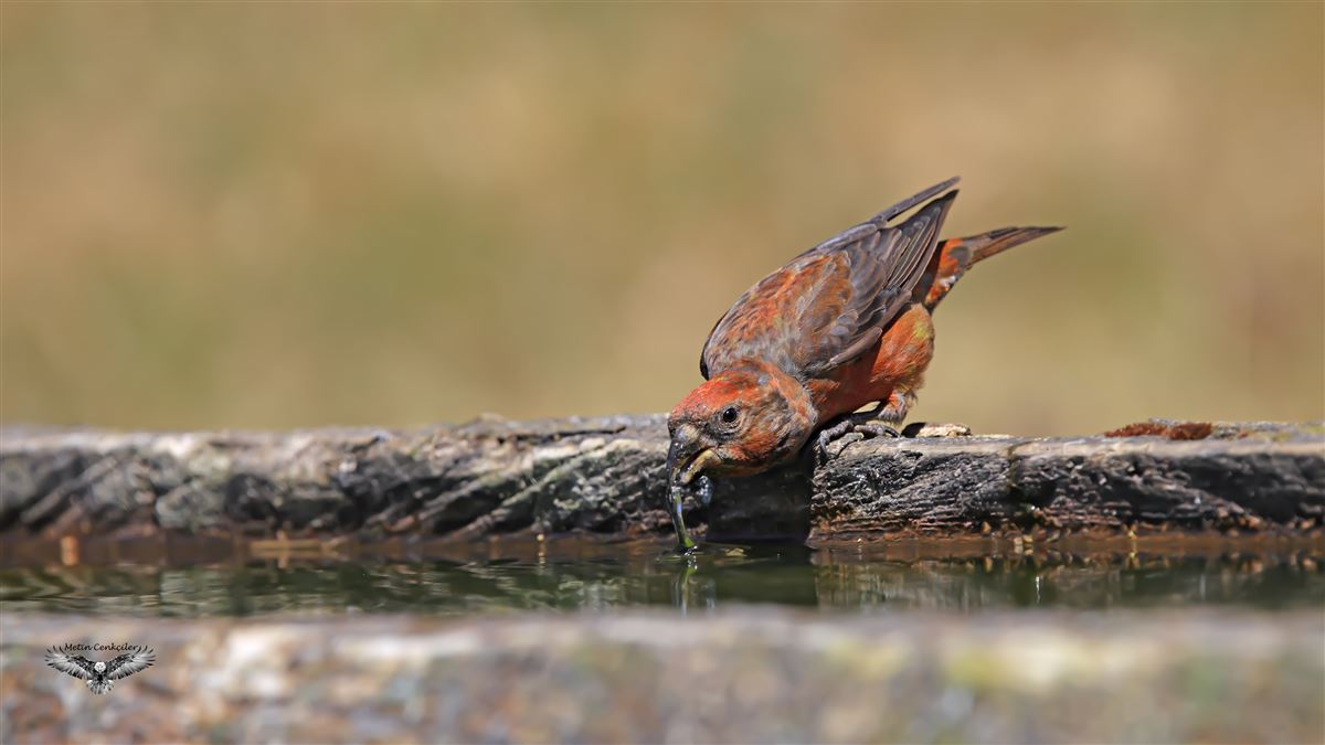 Red Crossbill