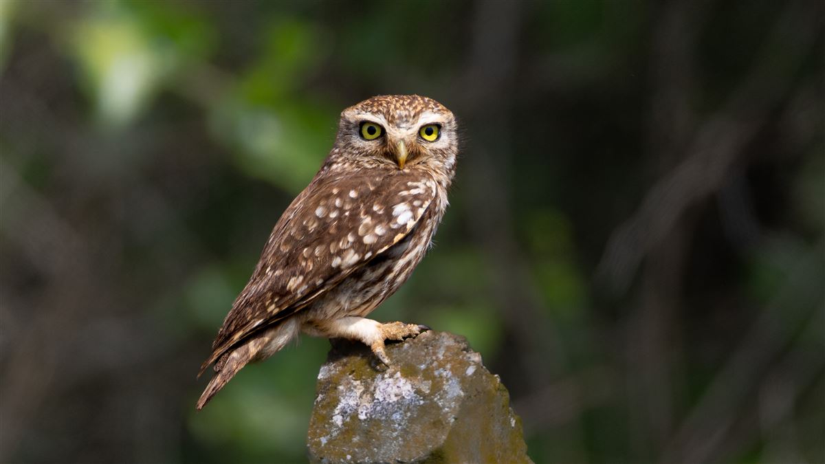 Little Owl
