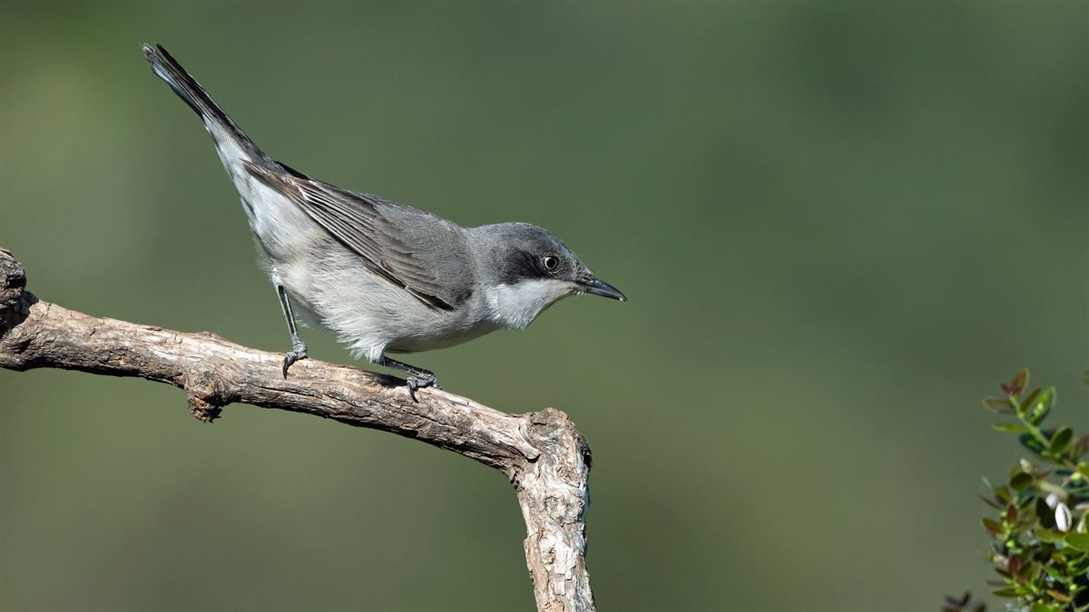 Eastern Orphean Warbler