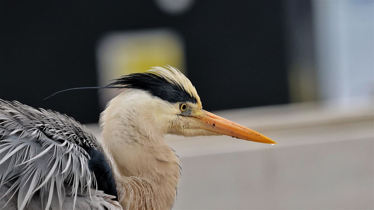 Grey Heron