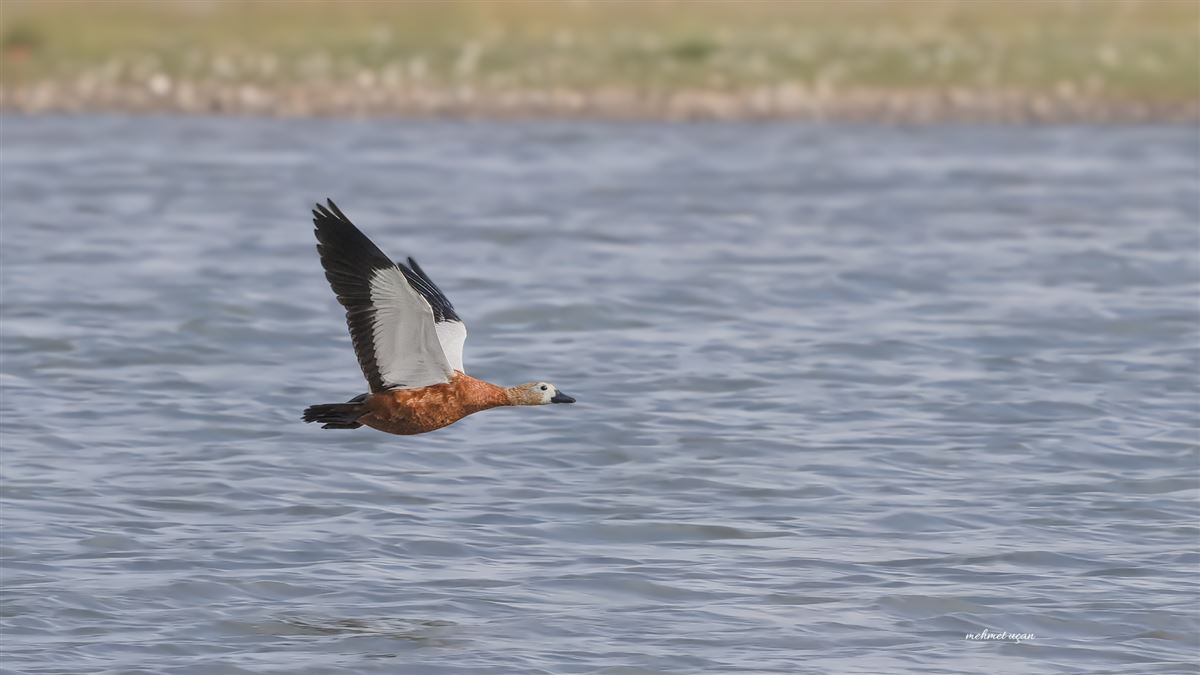 Ruddy Shelduck