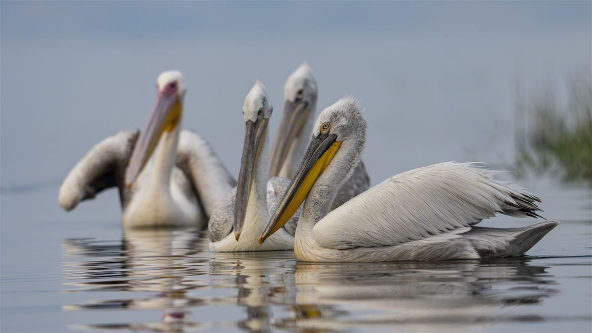 Dalmatian Pelican