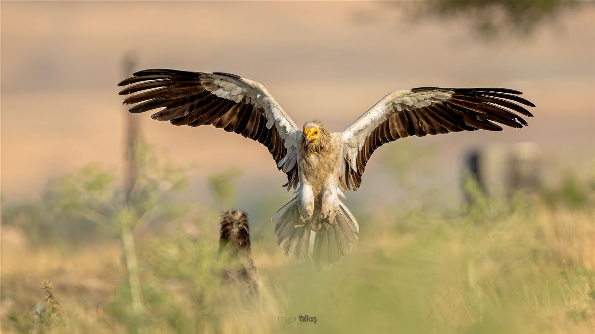 Egyptian Vulture