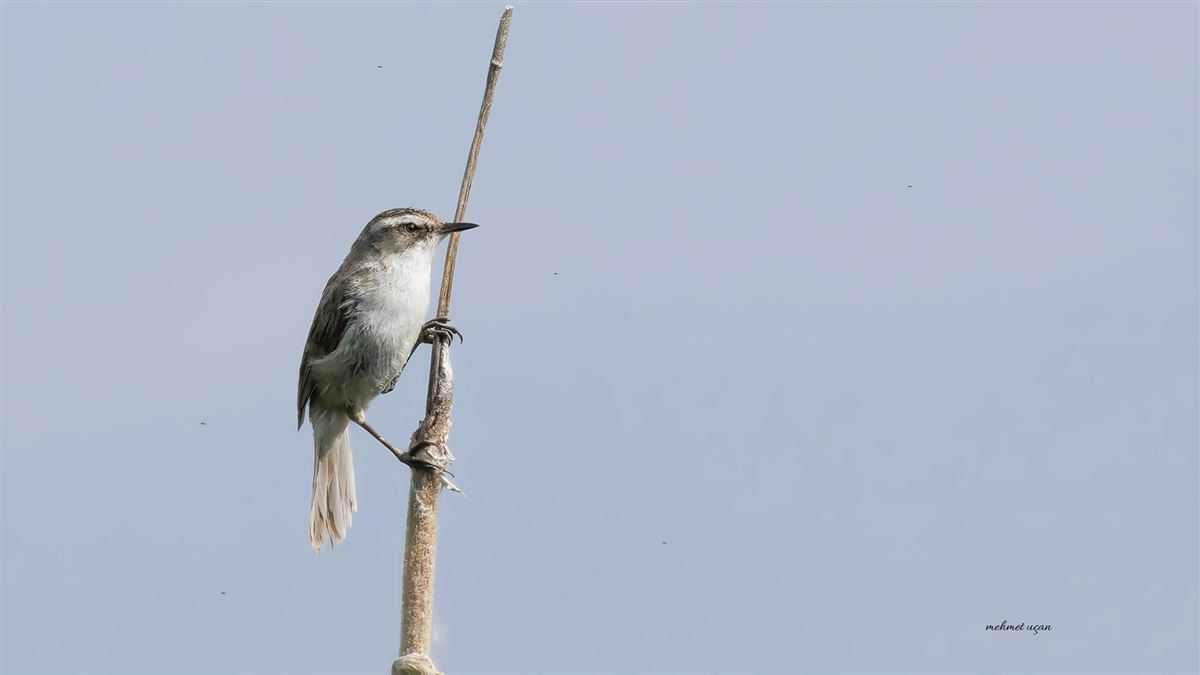 Paddyfield Warbler