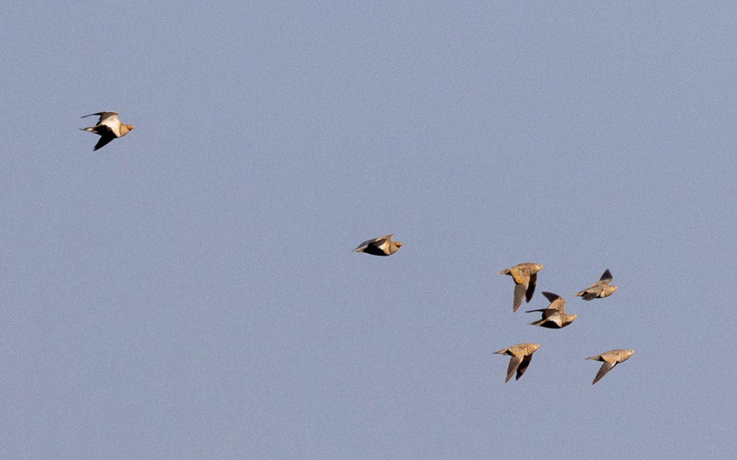 Black-bellied Sandgrouse