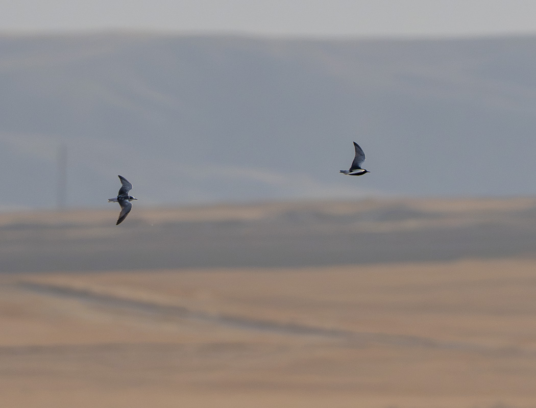 White-winged Tern