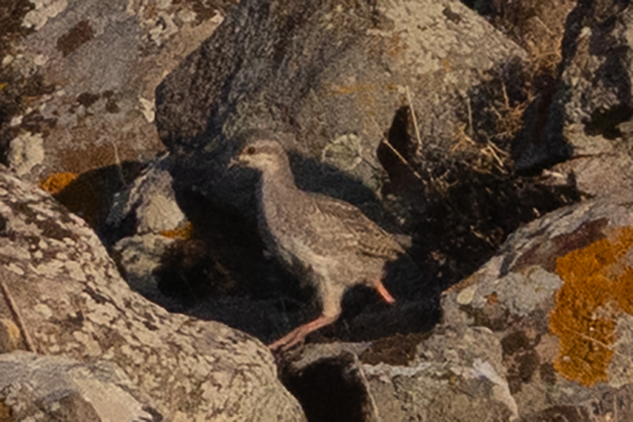 Chukar Partridge