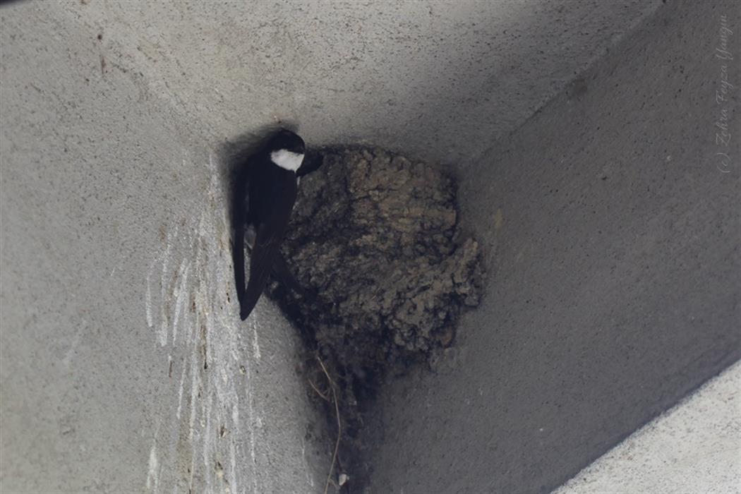 Western House Martin